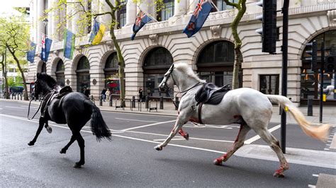 horses loose in london trending